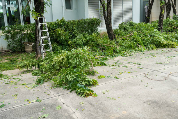 College Station, TX Tree Services Company